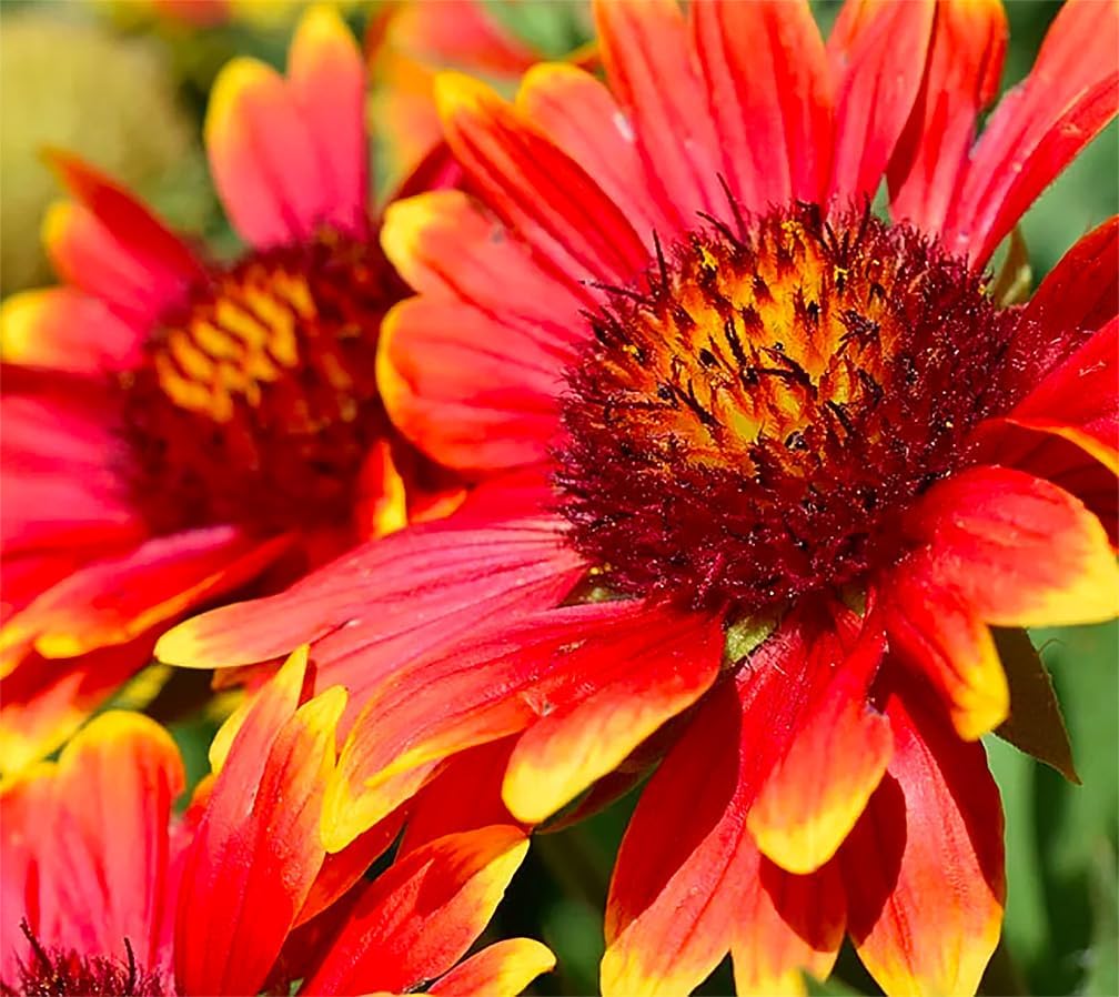 Marde Ross Indian Blanket Flower Seed