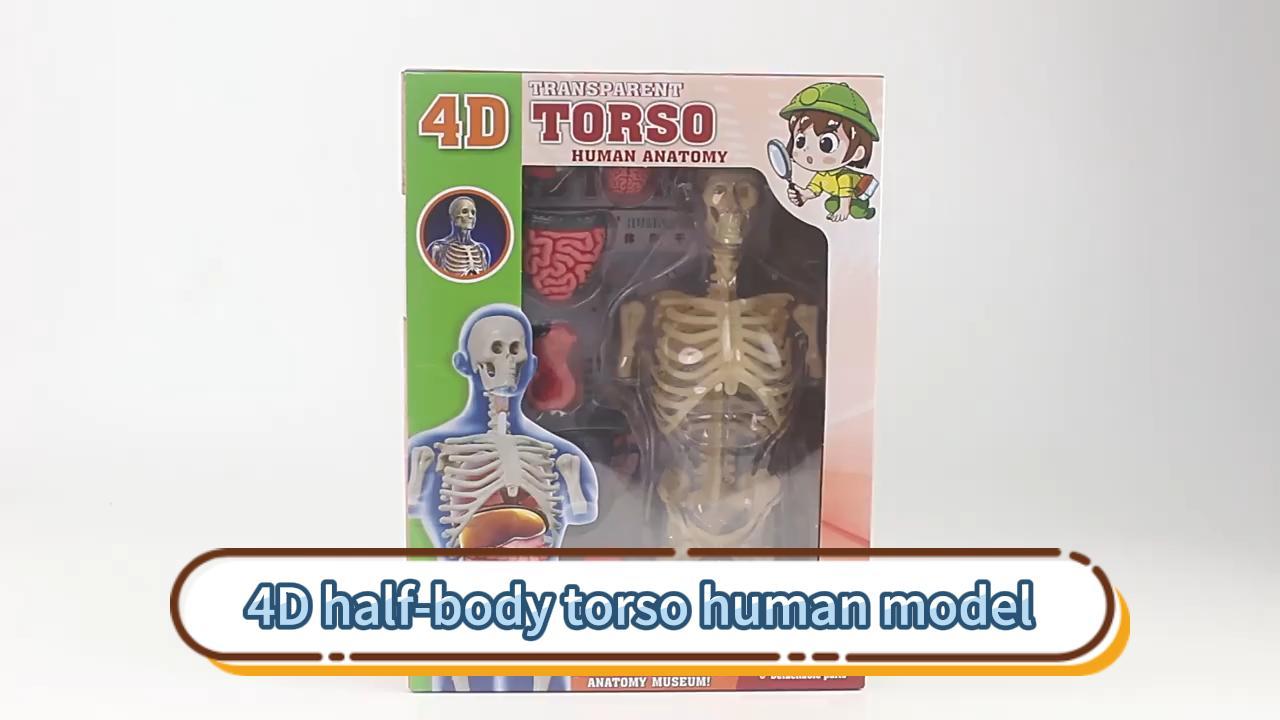 Image of 4D Anatomy Model Human Half Body,Clear Human Body Structure Model Include Bones,Organs,Muscles,Removable Human Organ Model for Study,Teaching Demonstration,Science Early Learning