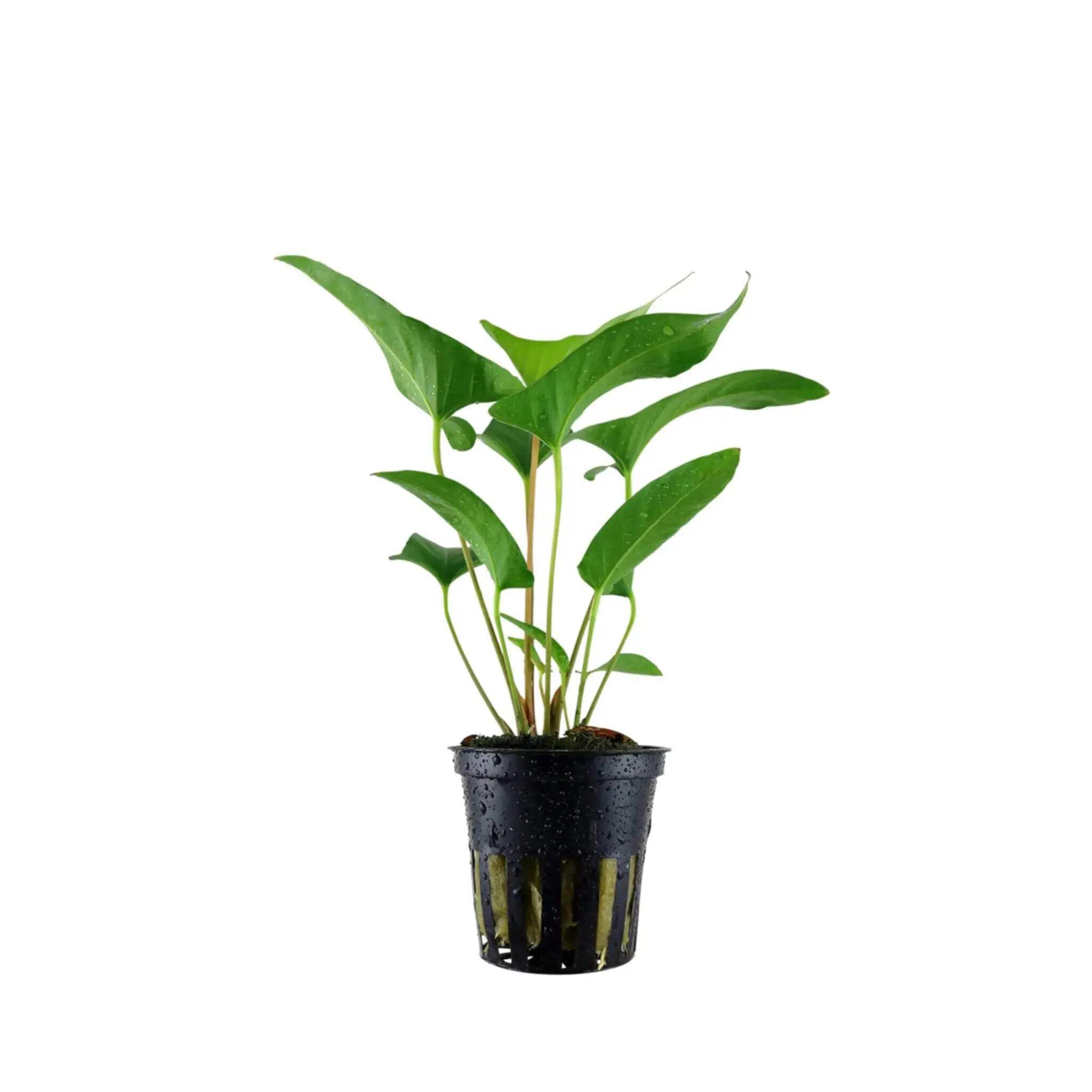 Tropica Anubias gracilis Live Aquarium Plant - Broad Leaf Freshwater Aquarium Plant