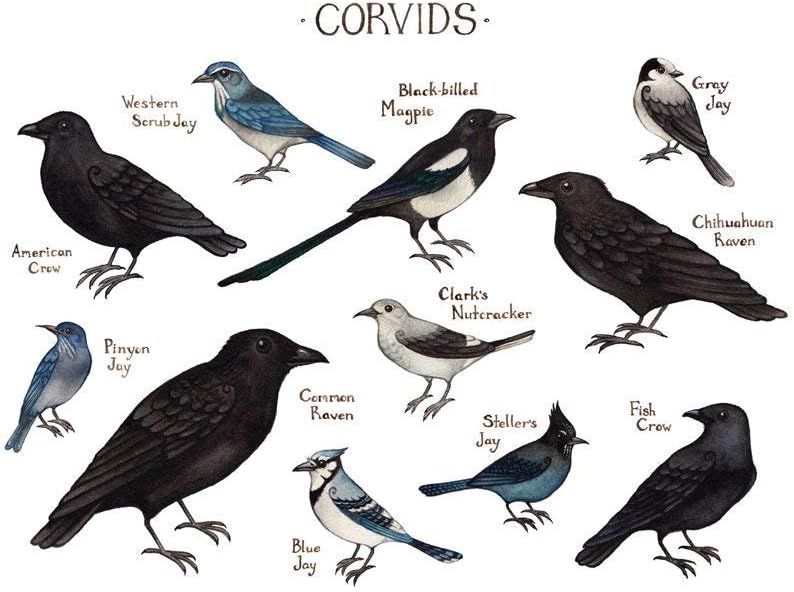 Corvids, the Crows and Jays of North America Field Guide Art Print