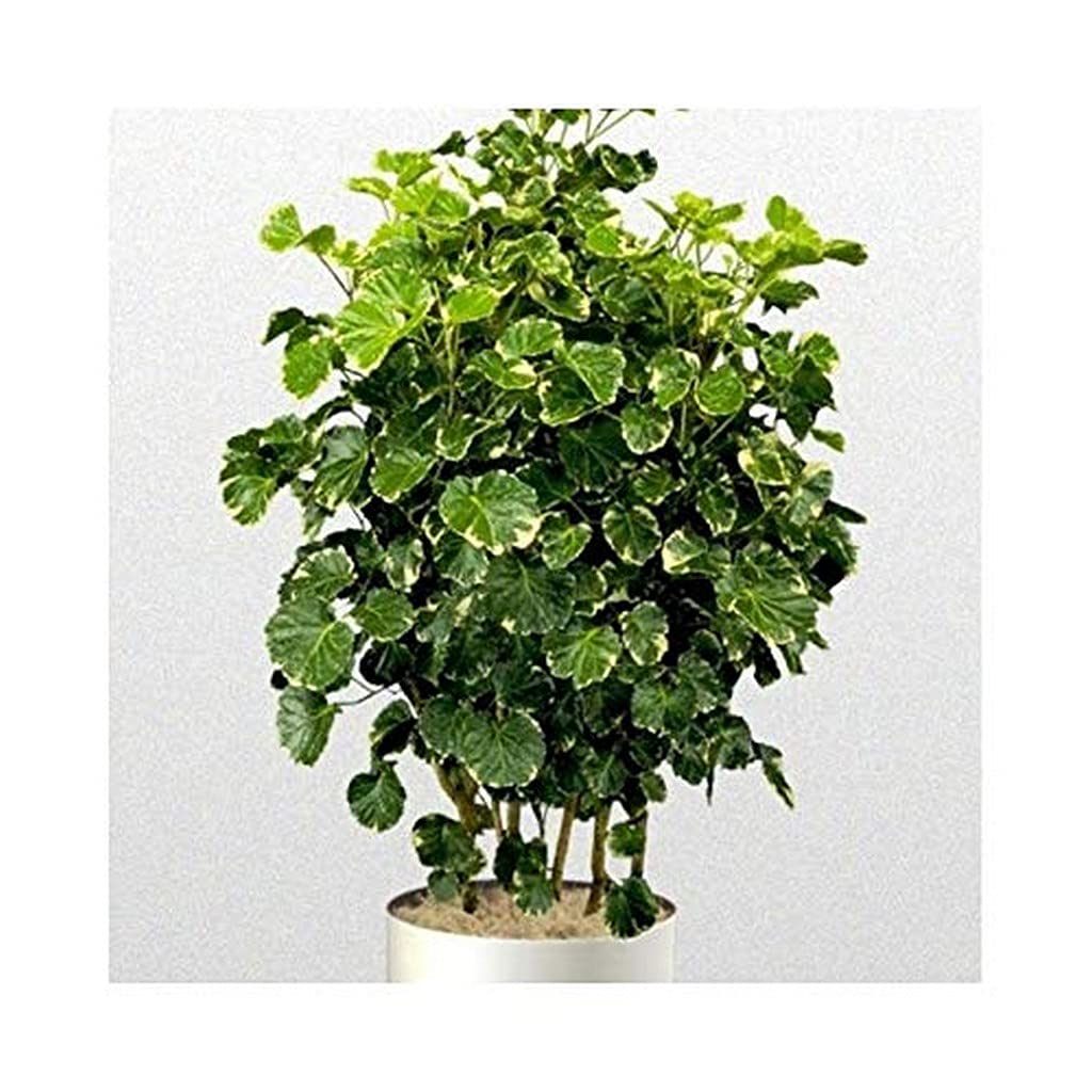 Ohhsome Aralia Black Live Plant Indoor Plants (Healthy Plant) (B09HN448T5) Amazon Price History, Amazon Price Tracker