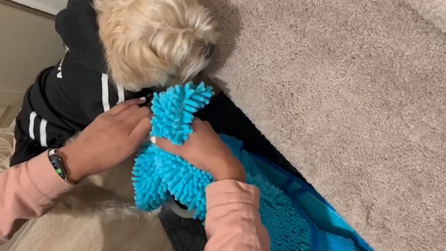 Amazon.co.jp: DOGNESS 自動犬の足跡クリーナーとマッサージャー 電動