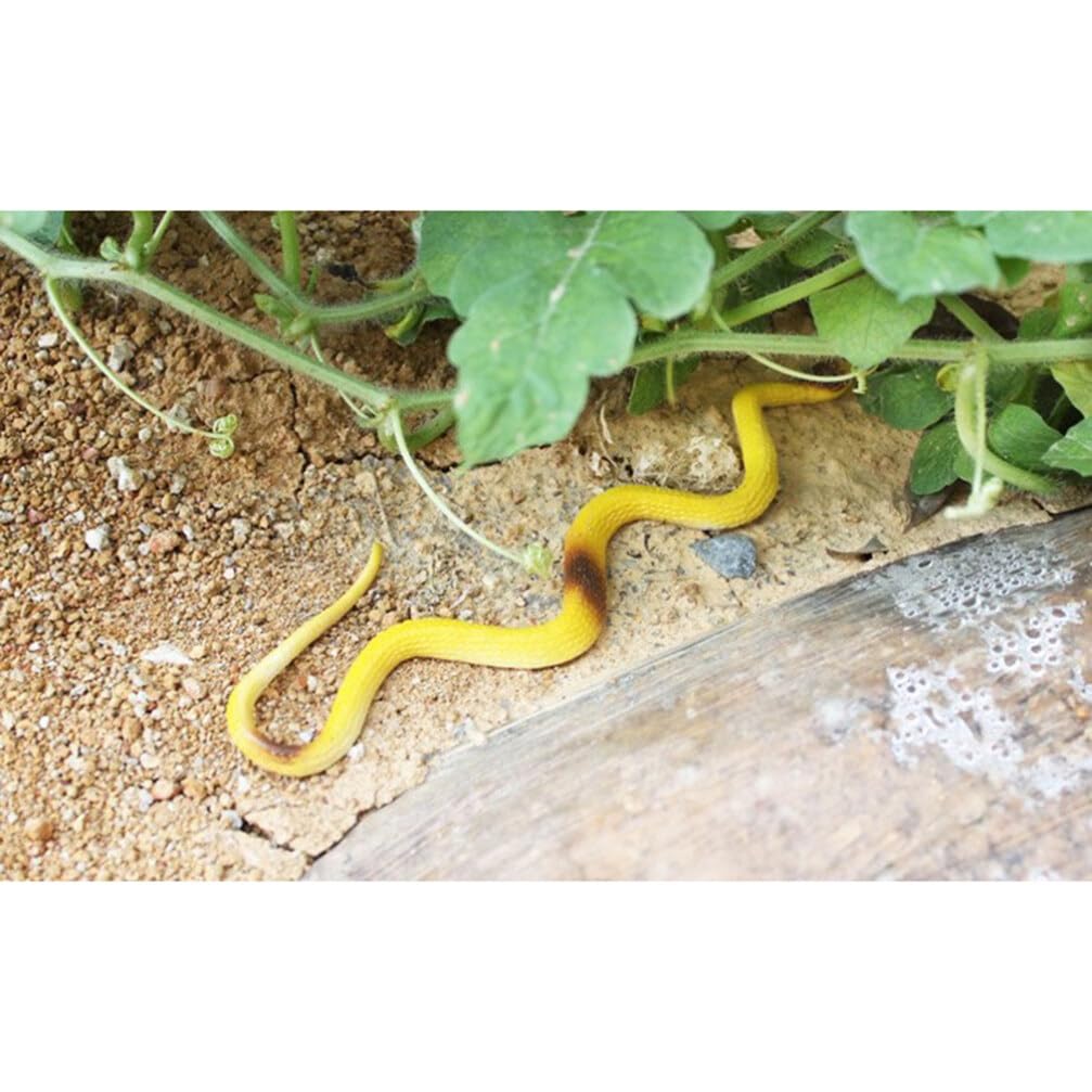 SEWACC Realistic Fake Snake 12pcs Realistic Plastic Snakes Fake Snakes Snake Model Garden Props Joke Prank Simulated Animal Snake Decoration (Random Color) Halloween Realistic Snake - Image 4