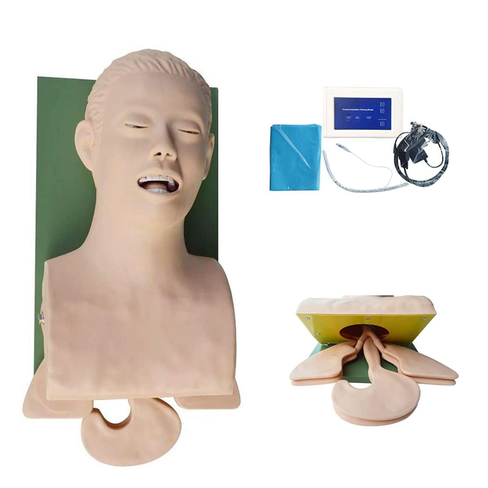 Intubazione tracheale dell'istruttore della gestione delle vie aeree, modello di insegnamento del manichino di intubazione adulto del PVC, educazione del laboratorio scientifico, 220V