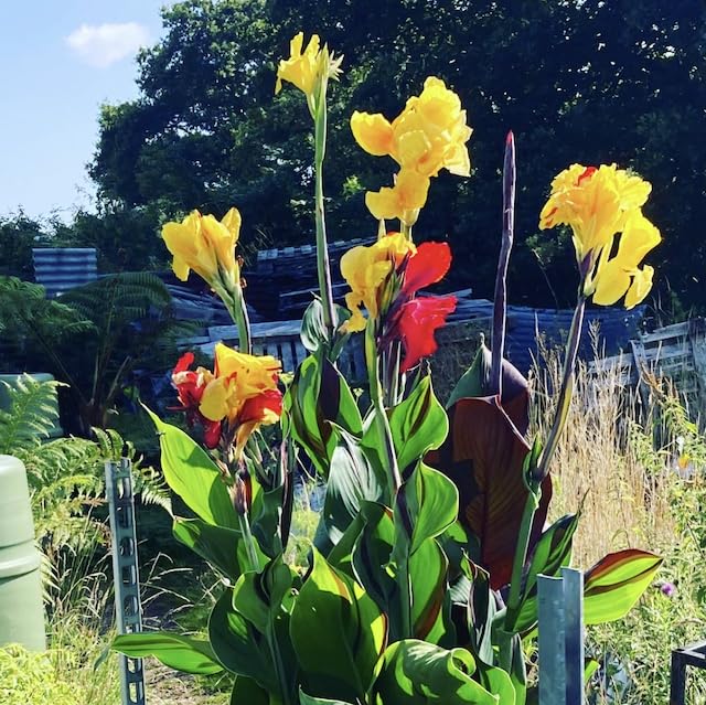Canna Lily Mixed Bulbs | Indian Shot Plant | Bulbs | Rhizome | Virus Free