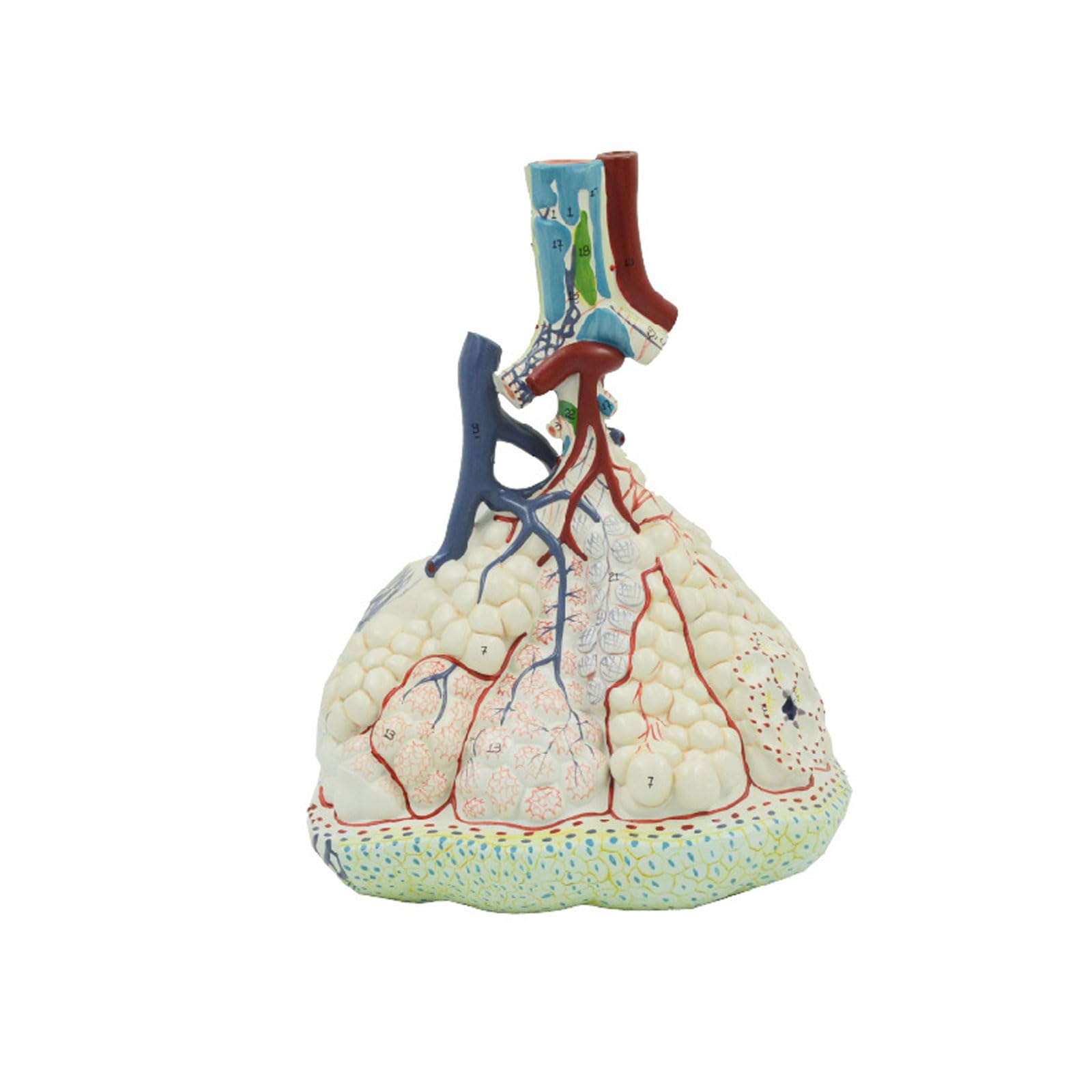 Anatomiczny, Medyczny Model Płuc, Model Powiększania Płata Płata Płucnego, Anatomiczne Modele Narządów, Materiały Dydaktyczne Wykonane Z PCV