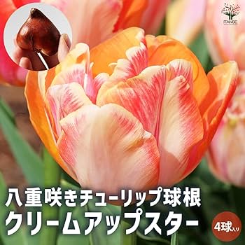 ポール·アイズピリ【鳥と黄色いチューリップ】6/200 ポール·アイズピリ【鳥と黄色いチューリップ】6/200