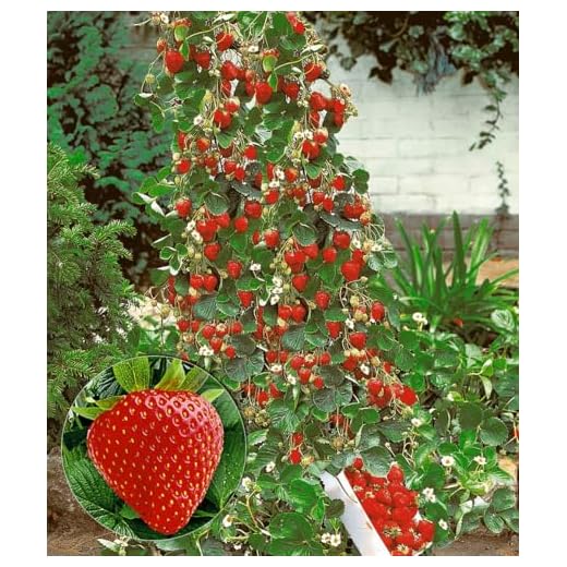 BALDUR Garten Kletter-Erdbeere 'Hummi®', 3 Pflanzen Fragaria Erdbeerbäumchen schnellwachsende Klettererdbeeren, selbstfruchtend