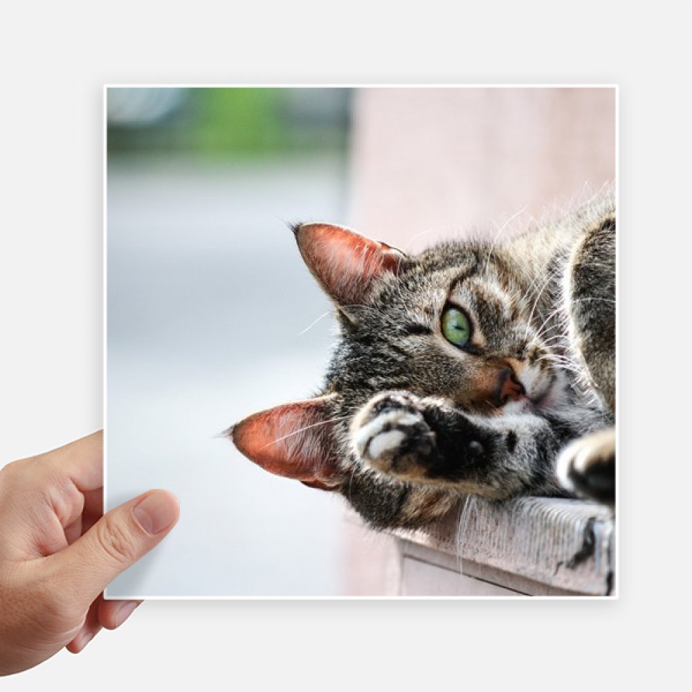 Pegatinas de gato de 20 cm vinilos de pared adhesivos maleta coche