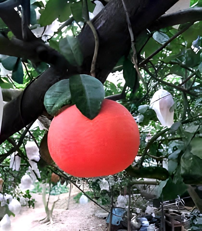 Image of Original inchRed Round Lemon Fruit inchTree Grafted plant ||For home garden fruit tree plant outdoor indoor
