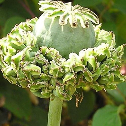 Pat's Poppies Exotic Strains of Poppy 2,000 Seeds Hens and Chicks (Papaver Somniferum)