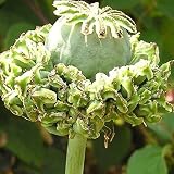 Pat's Poppies Exotic Strains of Poppy 2,000 Seeds Hens and Chicks (Papaver Somniferum)