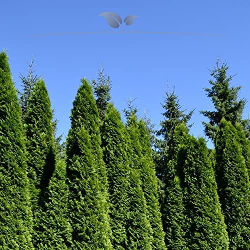 Gardline - Thuja Smaragd 120-140 cm IM TOPF. 3-200 Lebensbäume. Immergrüne Heckenpflanze - 125 St. (ca. 45,5 Meter)