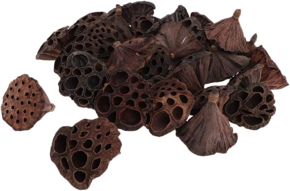 Natural Dried Lotus with Rod Dried Floral Crafts Pack of 30