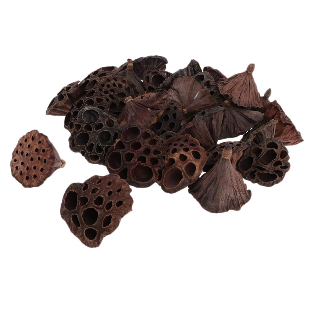 F Fityle 90pcs Fleurs de Lotus Séchées Naturelles pour L'artisanat de Décor Floral de Bricolage