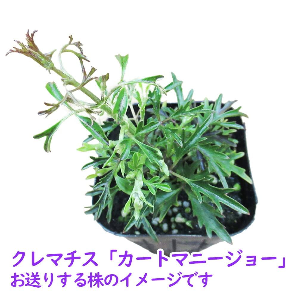 Amazon.co.jp: クレマチス 苗 常緑クレマチス 「 カートマニー ジョー