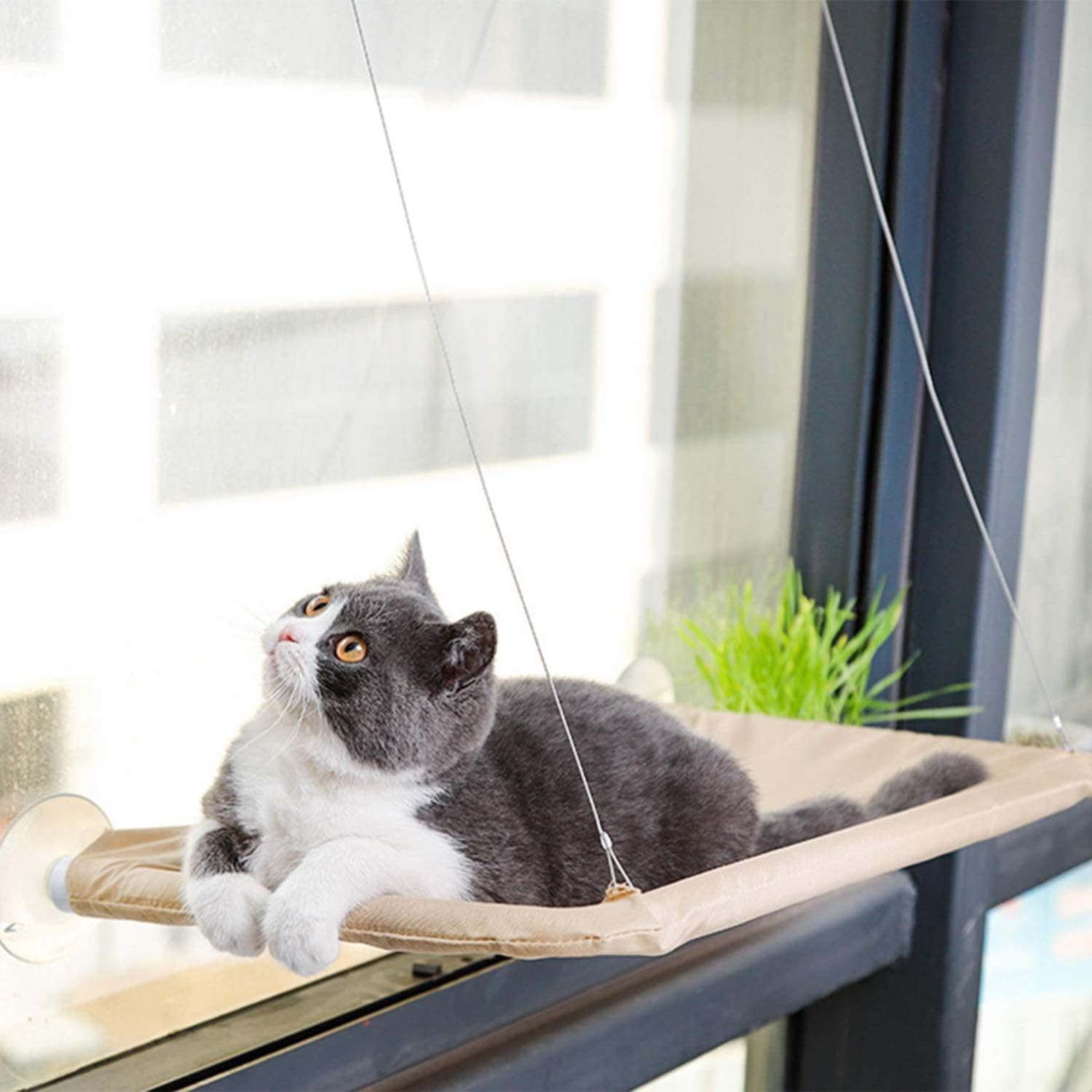 FVILIPUS Safe Cat Stand for Pet Rest Seats-Provides 360 Degree Sunbathing for Cats Under 30 Pounds, Cat Suction Cup Hammock, Cat Window…
