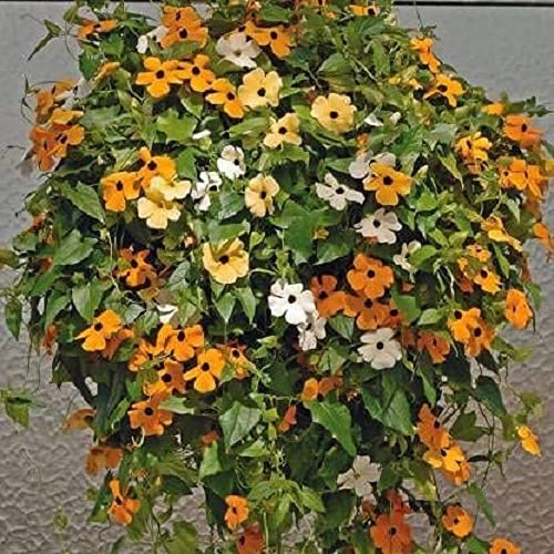 LIVOX Thunbergia Flower Seeds Mixed Colour Rainy Season Flower Seed for Home Gardening, 10 Seeds per Package (B0D4ZJ6PKW) Amazon Price History, Amazon Price Tracker