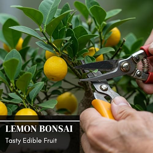 Miniatura 4 de Semillas de árbol bonsái de limón enano, 20 semillas, cultiva un delicioso árbol bonsái con fruta, ideal para jardinería en el hogar