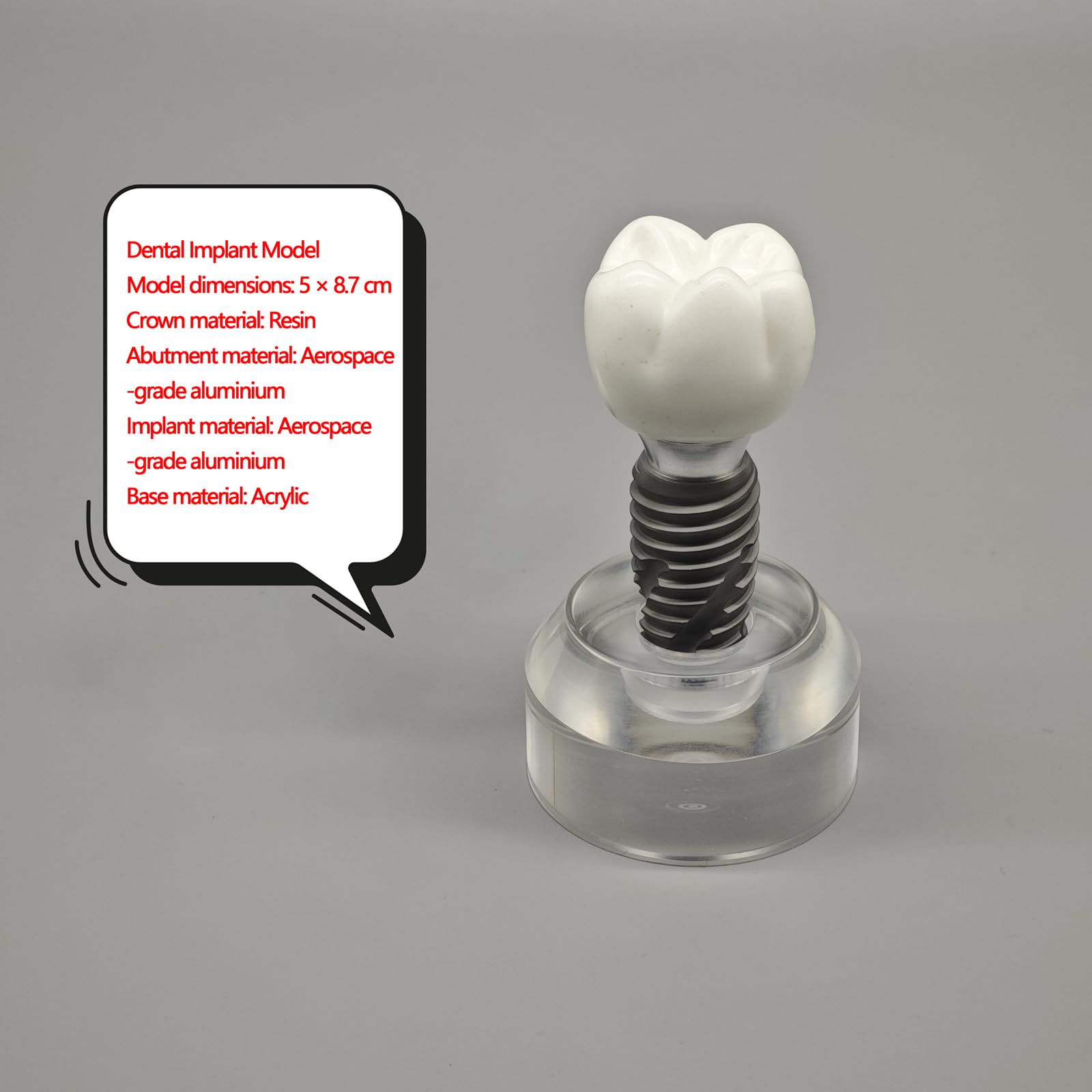 Modello di impianto in Cristallo Modello didattico Dentale e Orale Denti Trasparenti per Studio e insegnamento