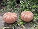 B-Ware ! Kürbisse 2er Set aus Terracotta Terrakotta, 2 x ø 11 cm hoch Deko Halloween Garten Obst Figur Landhaus Herbst Erntedankfest