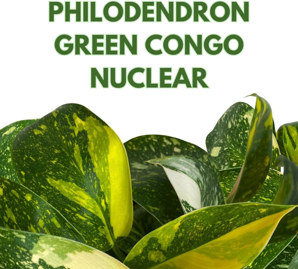 BubbleBlooms Philodendron Copper Flame Variegated in a 4 inch Pot