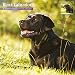 Magnet & Steel 2017 Black Labrador Calendar, Traditional Wall Calendar