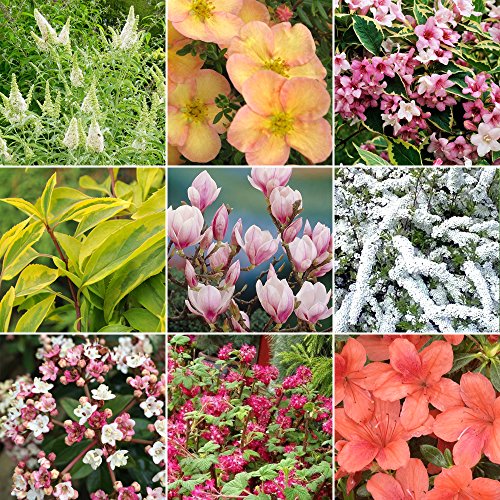 GardenersDream 5 x Mixed Deciduous Plants in Pots - Outdoor Garden Ready Hardy Shrubs - All Year Round Flowering Shrubs for Gardens, and Borders - Evergreen Outdoor Plants (15-50 cm, incl. 9 cm Pot)