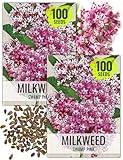 Seed Needs Pink Swamp Milkweed Seeds for Planting - Heirloom & Untreated - Grow a Butterfly Garden to Attract Monarch Butterflies & Pollinators (2 Packs)