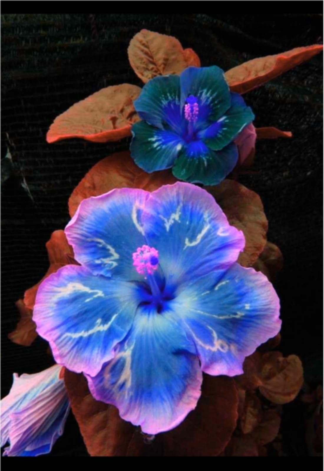 Hardy Flowering Hibiscus Perennial โ UK Garden Display-4rhizome-J โ image 1