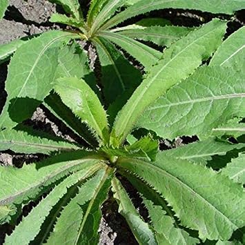 Wild Lettuce Lactuca virosa - Grow Now or Store for Future Planting - Capsule of 50 Seeds