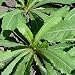 Wild Lettuce Seeds (Lactuca virosa) 50+ Rare Medicinal Herb Seeds in FROZEN SEED CAPSULES for the Gardener & Rare Seeds Collector, Plant Seeds Now or Save Seeds for Years