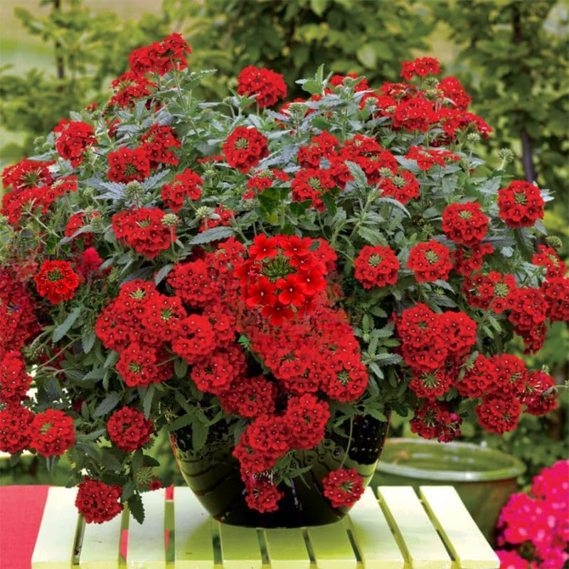 2 Random Verbena Plants Live, Perennial Ground Cover or Trailing Bushes Shrubs, 5-9 Inches Tall, Verbena Flower for Planting