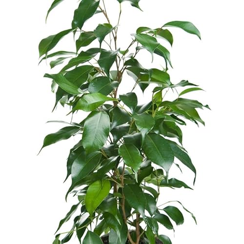 Árbol Ficus Benjamina Natural de 100cm Maceta de 17cm para un Crecimiento Saludable