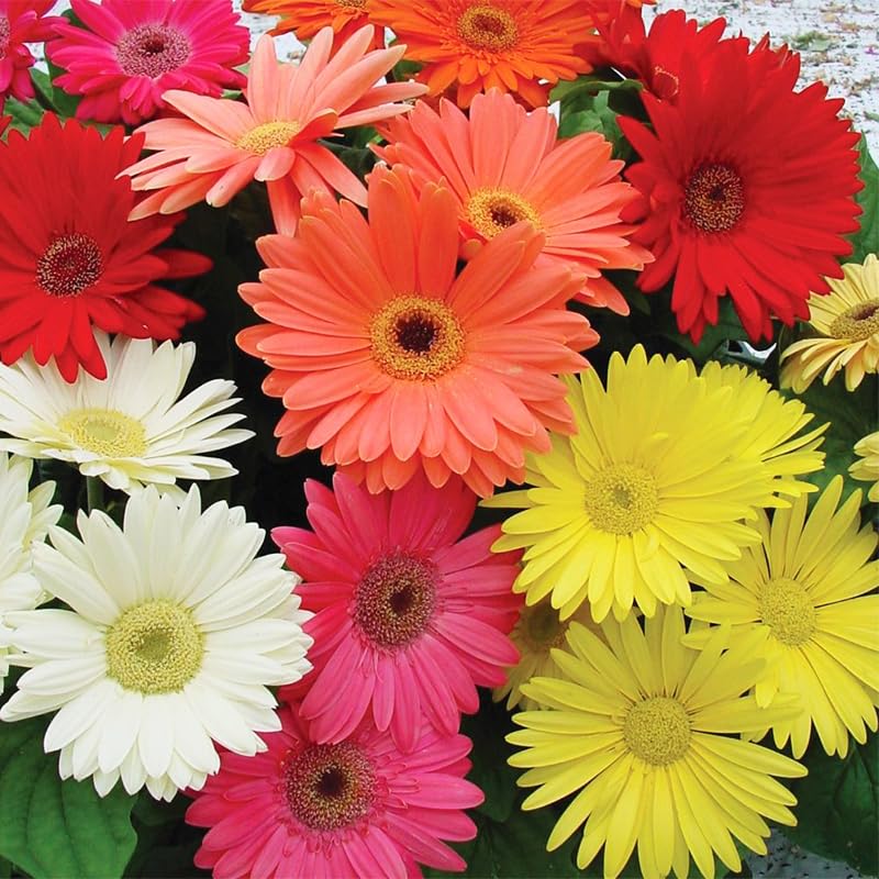 300+ Mixed Perennial African Daisy Seeds for Planting - Beautiful Osteospermum Daisy Plant in Your Home Flower Garden - Non-GMO Heirloom Variety