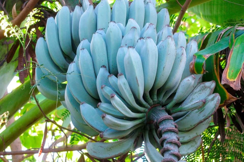 Blue Banana Seeds Burmese Blue Musa Iterans | 5 Seeds | Rare