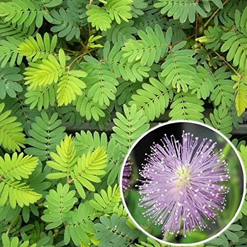 Amazon 国華園 種 花たね オジギソウ 1袋 0mg 21年春商品 花