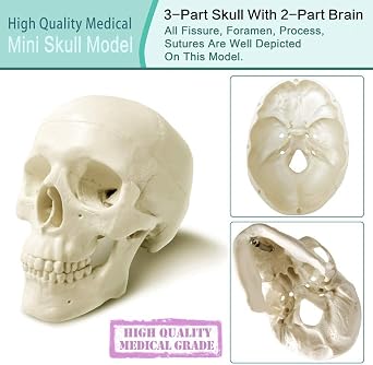 Miniature Human Skull Anatomy Model W/Brain, 3 Part Half Life Size