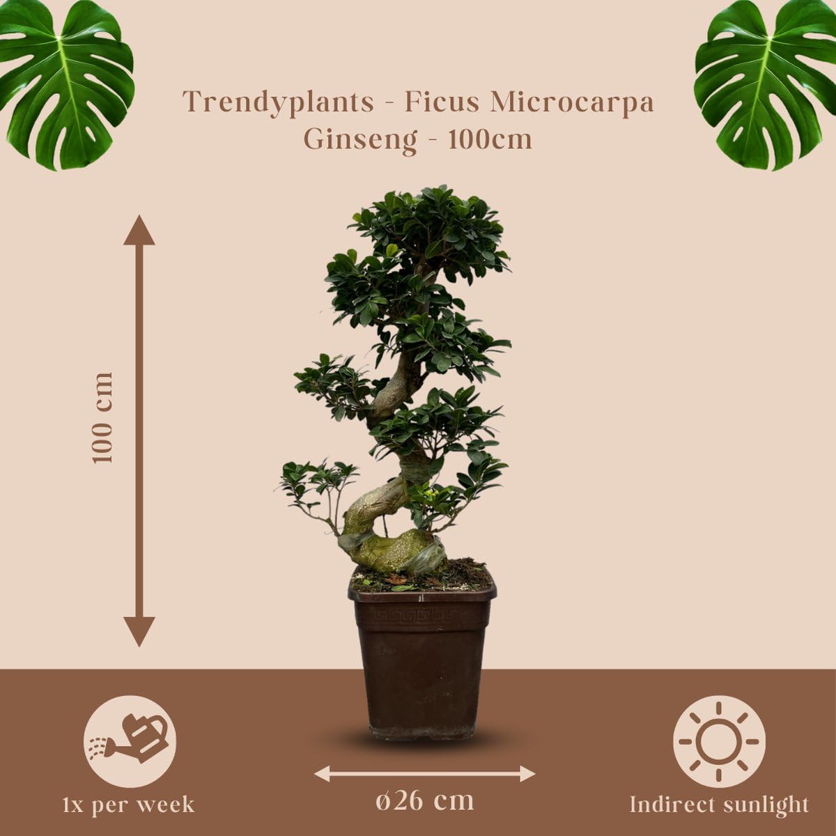 Trendyplants - Ficus Microcarpa Ginseng - Bonsai - Zimmerpflanze - Höhe 70-90 cm - Topfgröße Ø23cm
