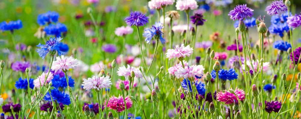 500 Samen Kornblumen Mix Bunte Mischung Centaurea cyanus Blumenwiese Bienenweide Wildblume Blumen