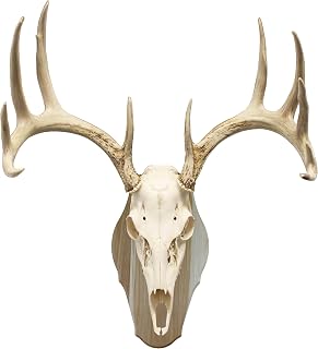 Foggy Bottom Woodworks LLC Modern Rustic Hickory Euro Skull Display Mount Kit – Reversible Wall or Tabletop Trophy Mount – American Hardwood, Made in USA – Fits Deer, Bear, Sheep & More