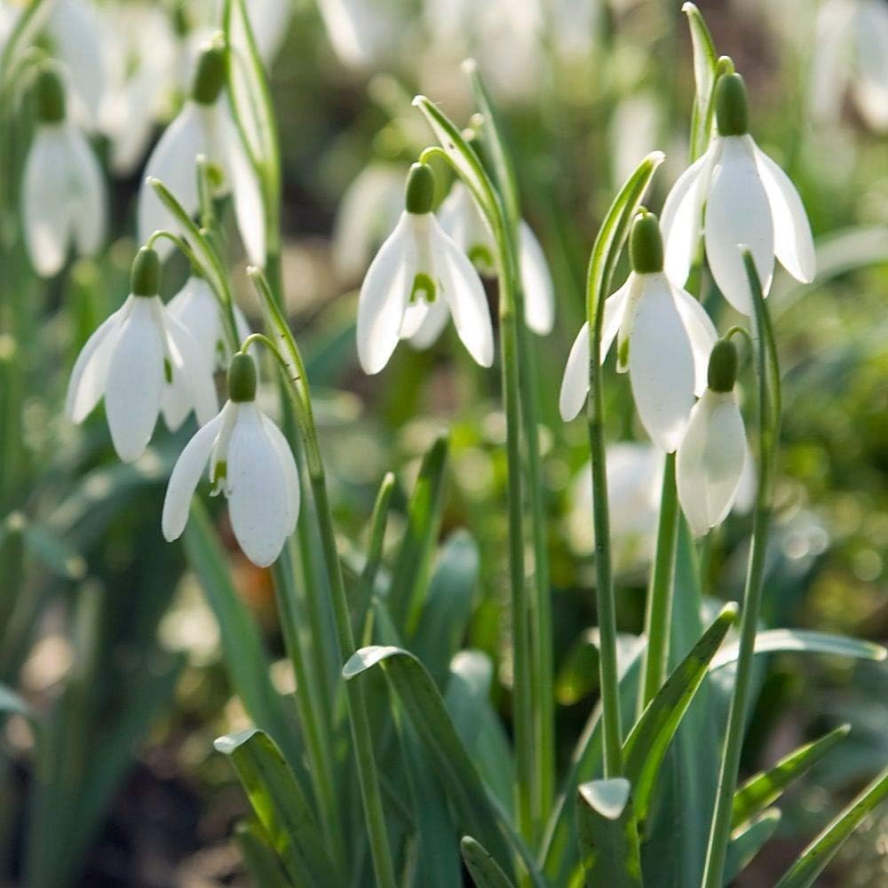 Galanthus Gardens® 100 Single Snowdrop Bulbs (Galanthus Nivalis)
