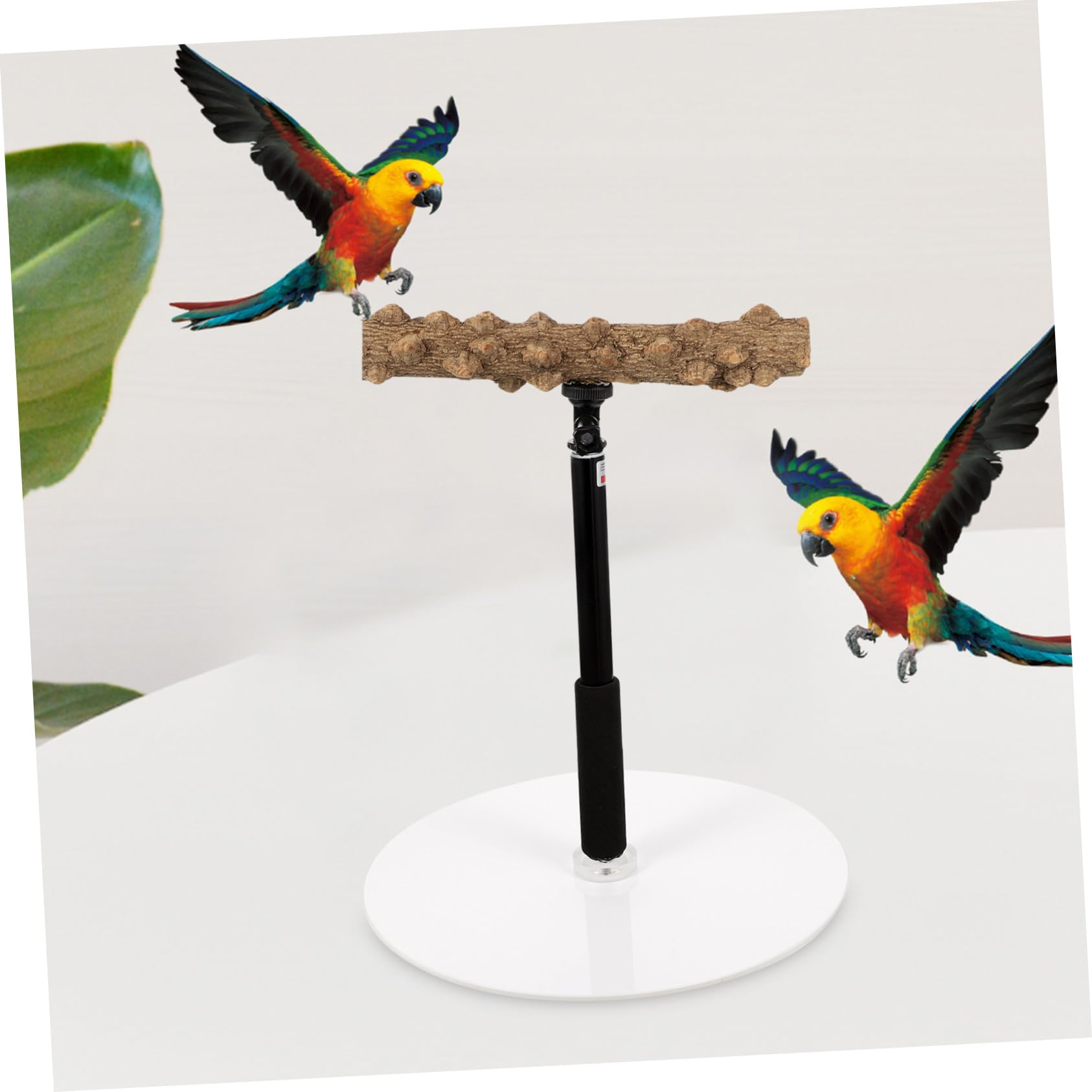 Supvox Höhenverstellbare Vogelstange und Metall mit Stabilem Fuß als Trainingsspielzeug für Papageien Beim Beobachten und Spielen
