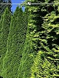 Lebensbaum Smaragd 160-180 cm. 3 Heckenpflanzen. Immergrüner Sichtschutz Zaun