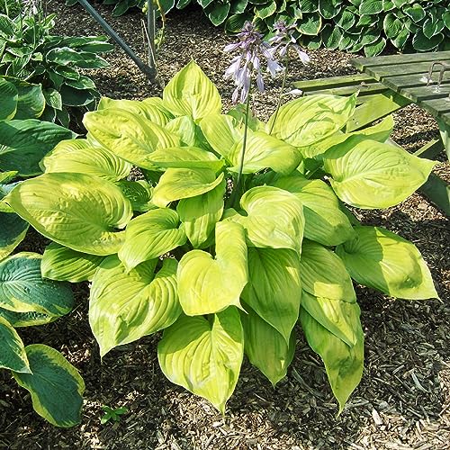 CHUXAY GARDEN Hosta 'Sum and Substance' Plantain Lily - Largest Seeds Perfect for Landscape Specimen Planting