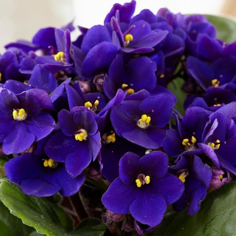 50 African Violet Seeds for Planting - Non-GMO Heirloom Saintpaulia Perennial Flower Seeds Indoor & Outdoor Home Garden Rare Open Pollinated Blooms