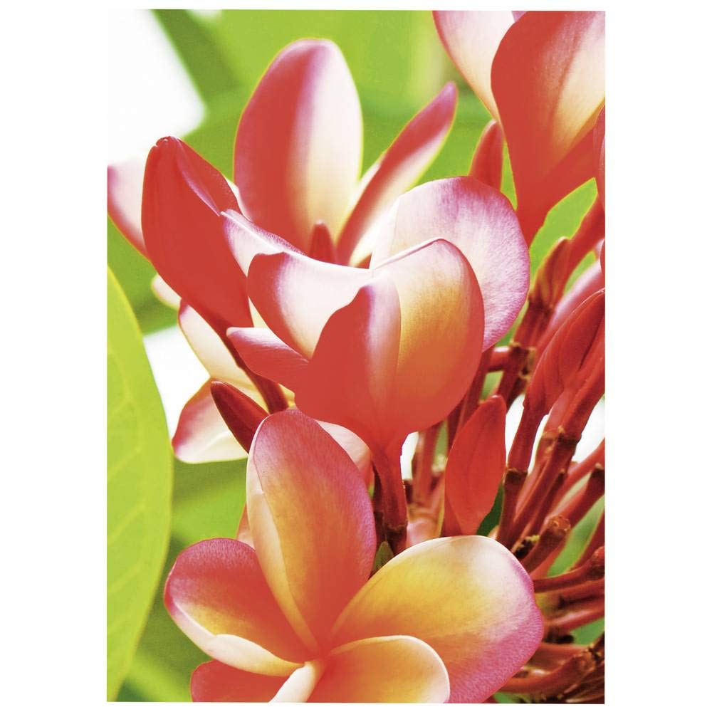 Avery Zweckform Art. 2739 Premium Inkjet Fotopapier (50 Blatt, 250 g/m², DIN A4, hochglänzende Fotokarten, einseitig beschichtet, sofort trocken & wischfest, Fotoblätter für Inkjet-Drucker) weiß