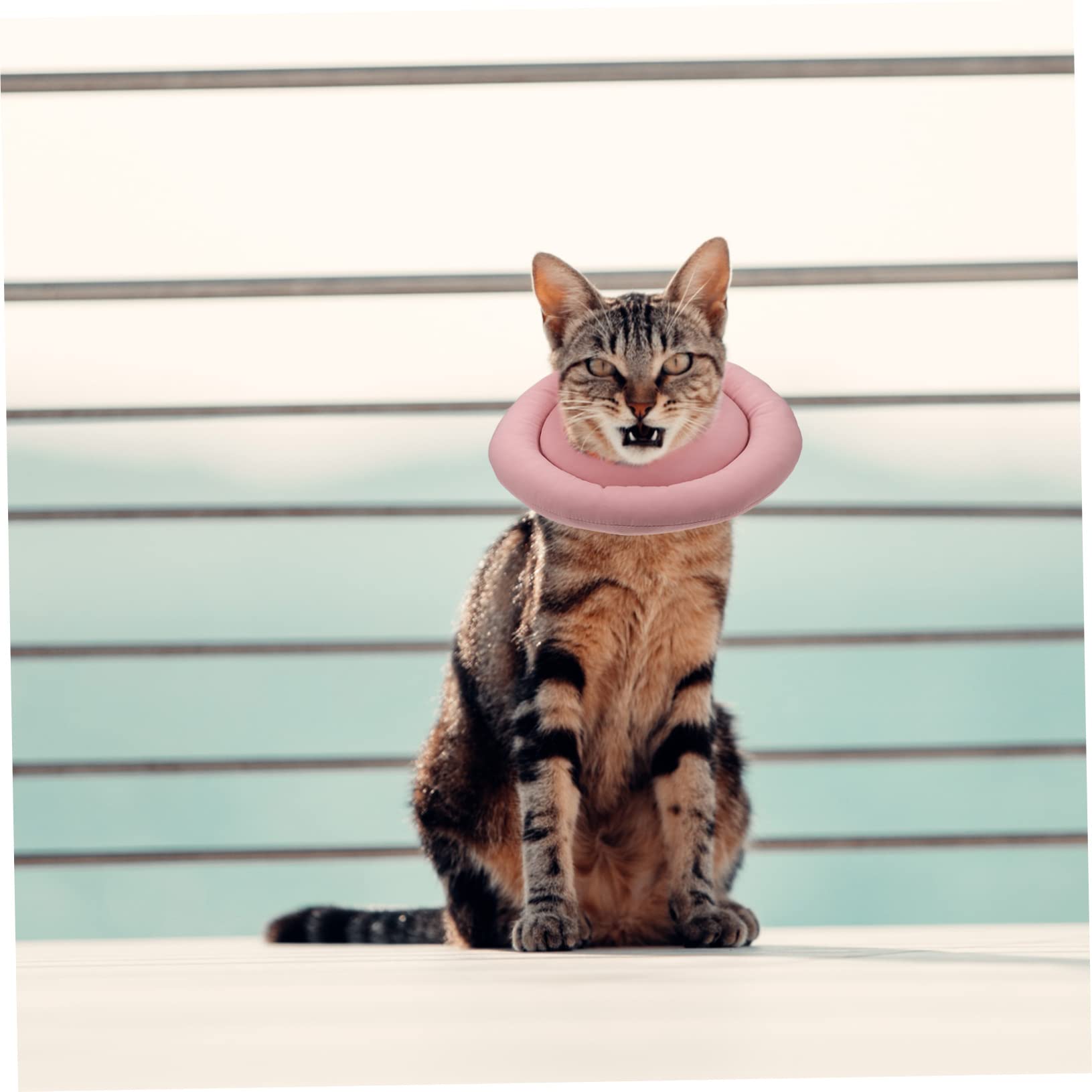 BESPORTBLE 3pezzi Collare Di Per Gatti Collare Protettivo Per Post-operazione Comfort e Supporto Per Ferite e Interventi Chirurgici Adatto Per Gattini e Gatti Adulti