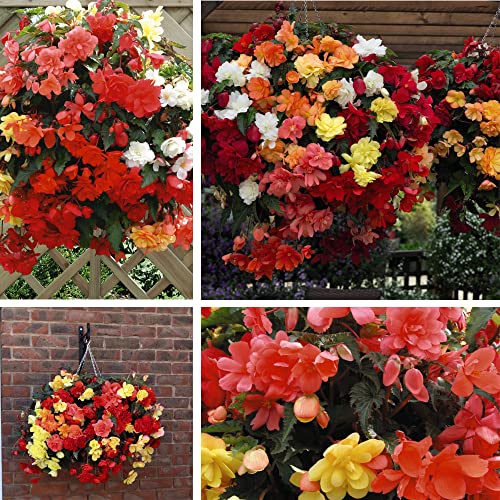 Begonia Outdoor ‘Illumination Mixed’, Flowering Half-Hardy Perennial, Easy to Grow Your Own Flower, 24x Ready to Plant by Thompson and Morgan (24)
