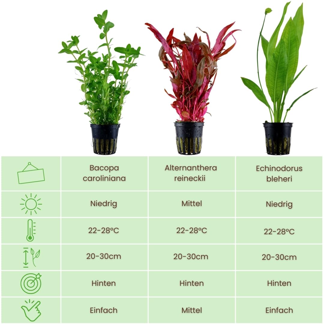 AquaOne Aquarium Pflanzen I 3X Wasserpflanzen I Hintergrund Aquarienpflanzen I Alternanthera Echinodorus Bacopa I Set mit 3 volldurchwurzelten Hintergrundpflanzen